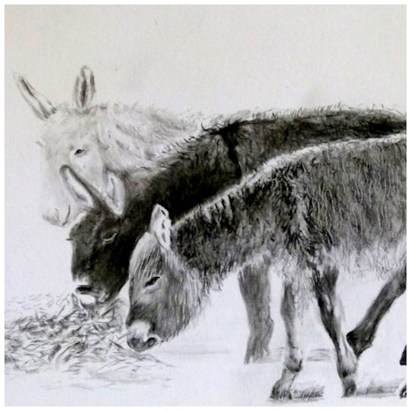 Donkeys