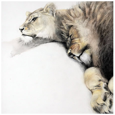 Lions