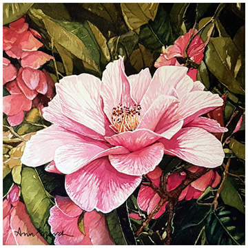 Camellia, Rose of Winter
