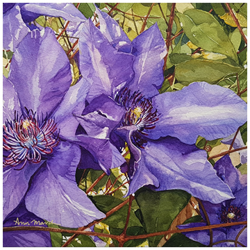 The Colour Purple