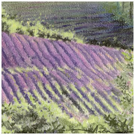 Lavender Shadow