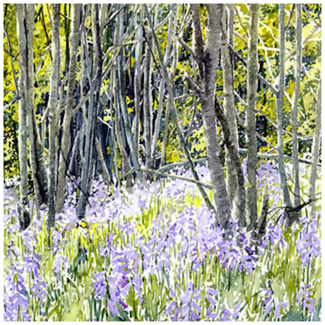 Spring in the Woods